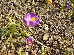 crocus bleu