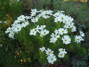 touffe-cosmos.JPG