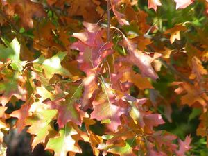 automne feuille de chêne4