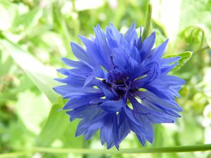 LE FLEIX jachere fleurie bleuet