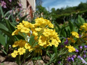 Corbeille d'or jaune