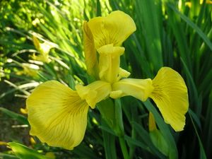 Iris d'eau jaune