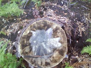 Photo 0022