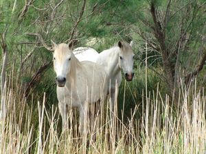 camargue-008.jpg