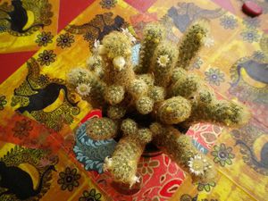 cactus en fleurs 009
