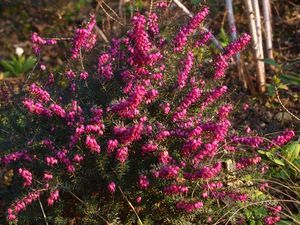 viburnum-et-erica-016.jpg