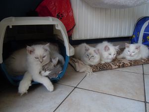 Y-ET-F-CHATONS-SEMAINE-12-225.jpg