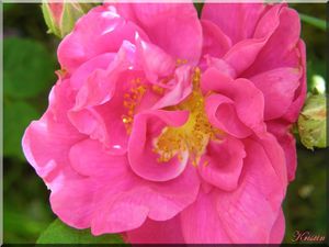 rosa gallica originale de Provins