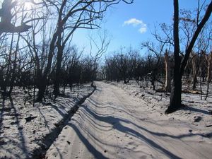 Australie Fraser Island 137