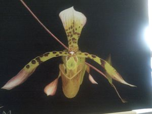 Photo0535-Realisation-d-une-Orchidee-a-l-huile-par-moi-m.jpg