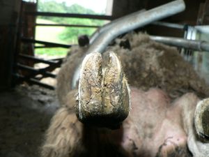 pied bon état