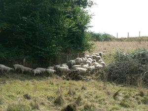 13.8 JMM troupeau bouge