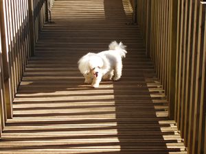 Lulu sur un pont de bois