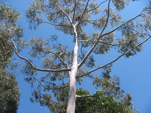 Eucalyptus-citriodora2.jpg