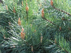 Pinus_sylvestris.jpg