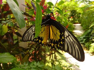 Penang papillons (10)