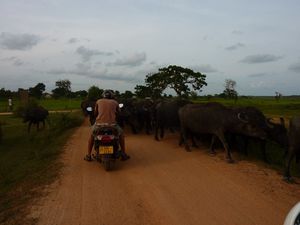 Arugam bay safari scooter panama okanda (62)