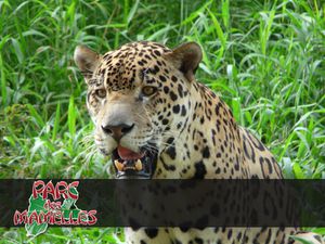 Jaguar-Felidae-Panthera