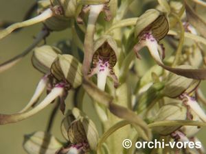 orchis-bouc-2.jpg