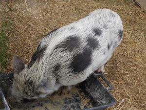 Il-maialino-coreano.JPG