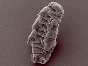 A---TARDIGRADO---.jpg