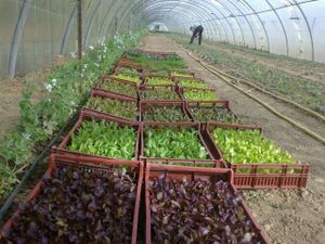 salades mi mars 16 sur vin autant de beaux plants
