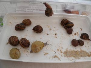 192 Différentes sous-espèces d'escargots