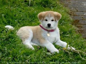 le sexe chien sexe adulte le sexe chien sexe adulte