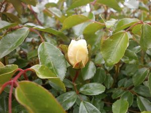 1eres roses Fin avril2012 012