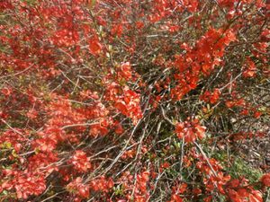 tour-jardin-2-avril-2013-030.JPG