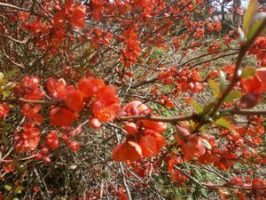 tour-jardin-2-avril-2013-031.JPG