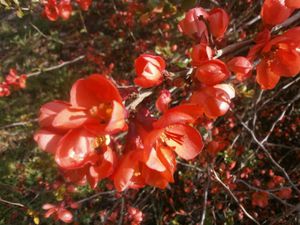 tour-jardin-2-avril-2013-033.JPG