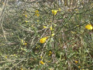 tour jardin 2 avril 2013 057