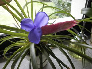 fleur et frelons 006
