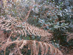 Foret 31 octobre 002