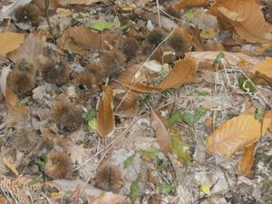 Foret 31 octobre 040