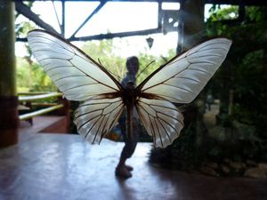 BOHOL Ferme des papillons (8)