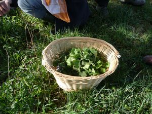 panier piquant