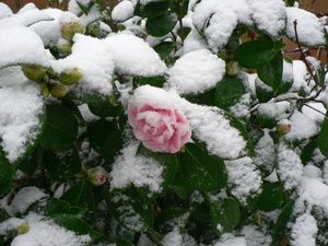 12-mars-2013-001.JPG