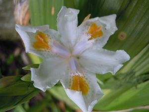 Iris Confusa dessus