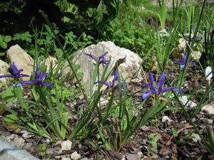 Iris-Sintenisii-groupe.JPG