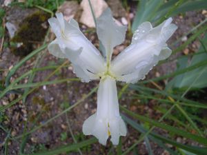 Iris-hollande-Tingitana-Blanc-vue-de-dessus.JPG