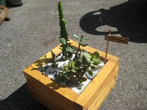 bac-cactus.JPG