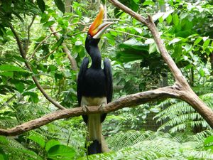 274 - Jurong bird park (38) (800x600)
