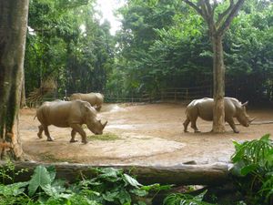 299 - zoo singapour (85) (800x600)