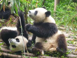 466 - Chengdu base des pandas (19) (800x600)