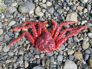 126 - Crabe géant Ushuaia (800x600)