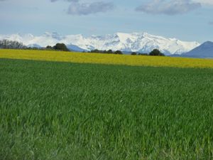 Plateau Valensole 002
