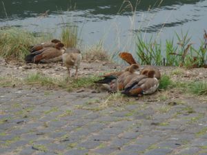 Koblenz (Gùls) Cochem 018