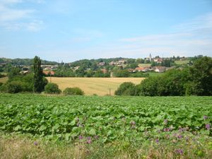 Roche Tournesol